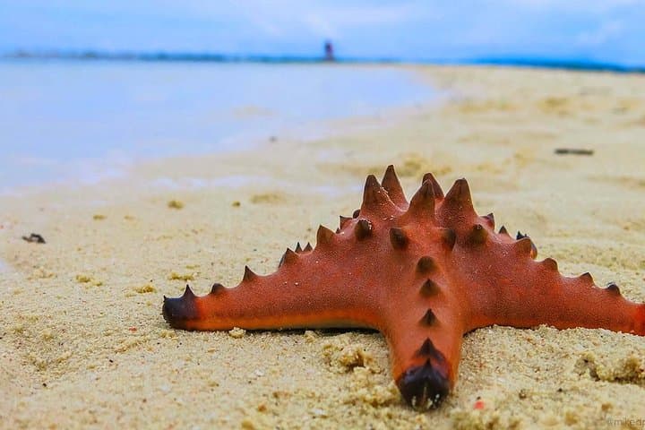 Cebu in 3 Days: City Culture, Whale Sharks & Island Sandbars