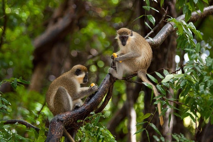 Barbados Island Tour: Lunch, Flower Forest & Wildlife Sanctuary Adventure photo 2