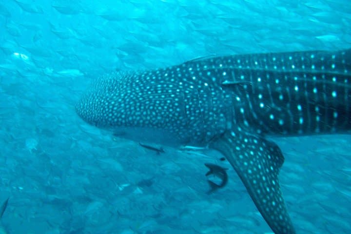 Koh Samui Diving Tour to Sail Rock & Koh Tao — Day Trip for Certified Divers photo 3