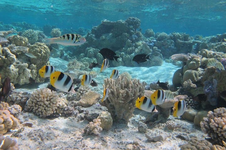 Responsible Half-Day Snorkel Safari in Bora Bora's Lagoon