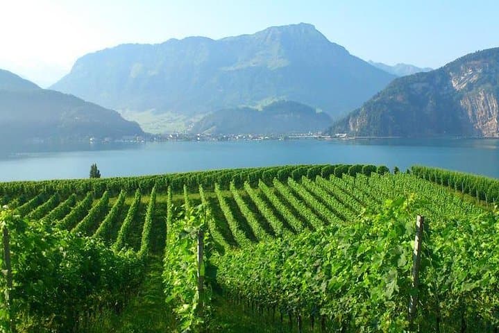 Half-Day Lake Lucerne Country Walk: Ridge Views, Vineyards & Wagner's Villa photo 1