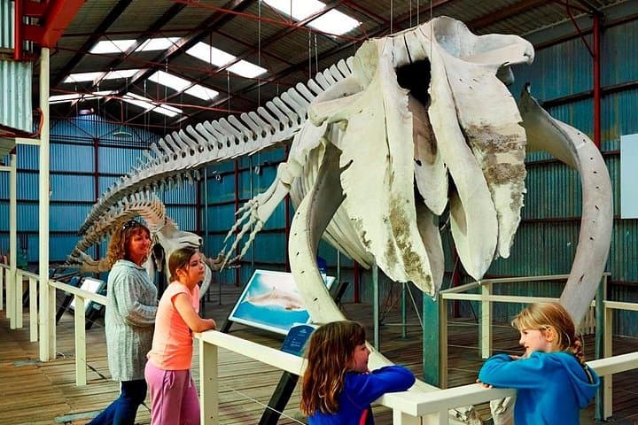 Explore Albany's Historic Whaling Station: Cheynes IV, Whale Skeletons & Wildflower Gardens photo 3