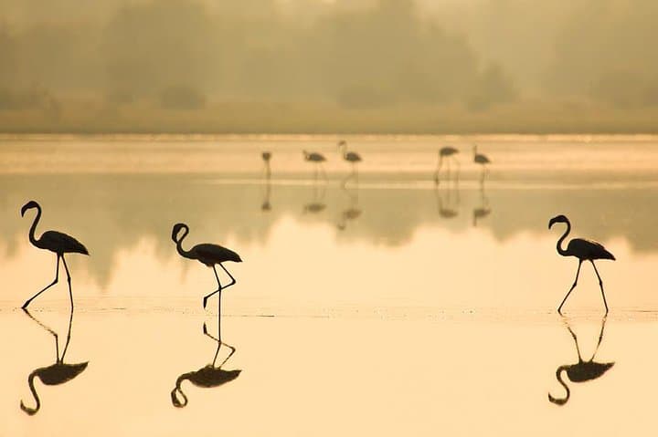 Full-Day Doñana National Park & Matalascañas Guided Tour from Seville