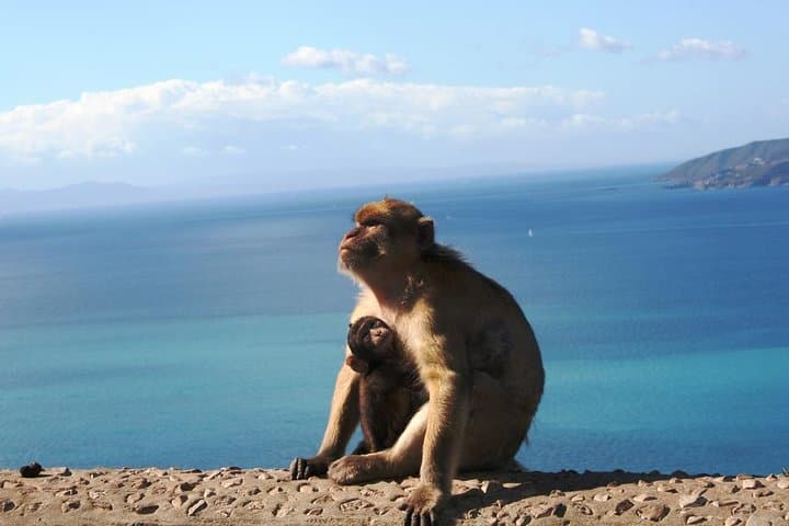Full-Day Gibraltar Excursion: Rock of Gibraltar & St. Michael's Cave from Seville photo 1
