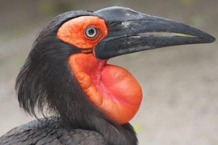 World of Birds Hout Bay: Cape Town's Largest Bird Sanctuary Guide photo 2