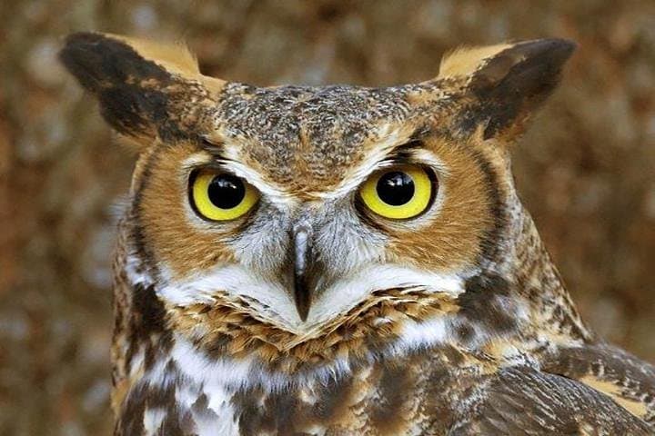 World of Birds Hout Bay: Cape Town's Largest Bird Sanctuary Guide