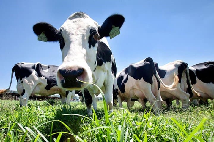 Day at the Farm: Terceira Island Agritour & Dairy Tasting