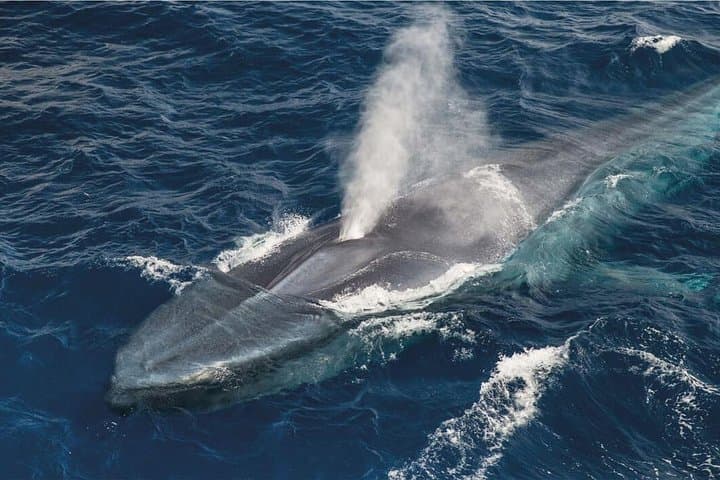 Whale Watching and Off‑Road Jeep Tour on Terceira Island