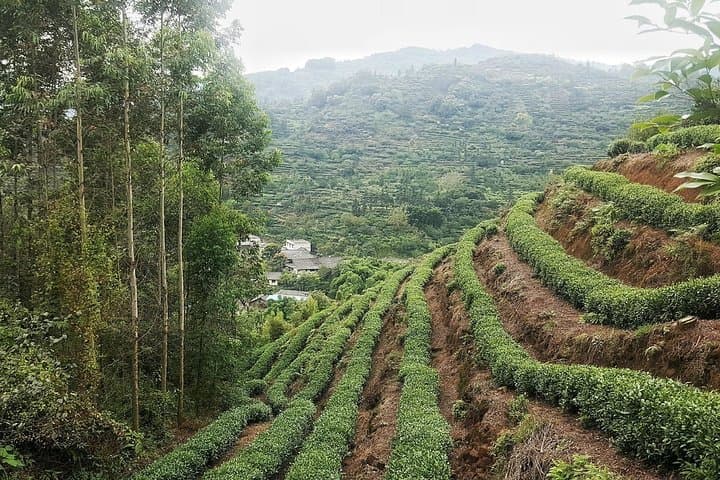 Leshan Giant Buddha and Tea Village Day Tour from Chengdu photo 2