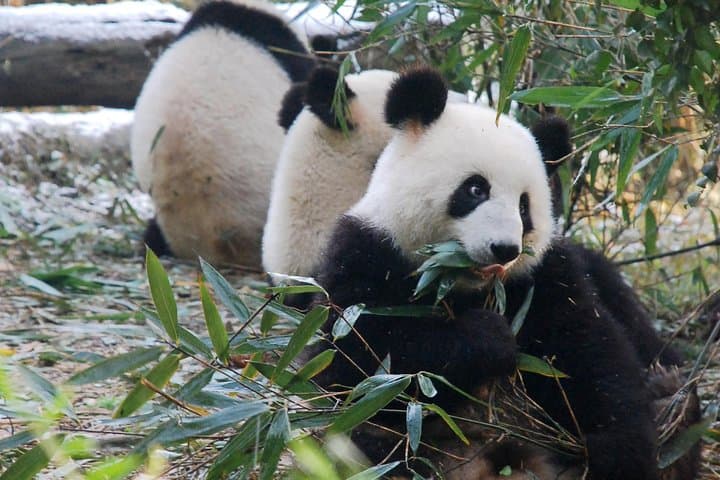 Pandas to Buddha: Chengdu Day Tour to Panda Base and Leshan Giant Buddha photo 1