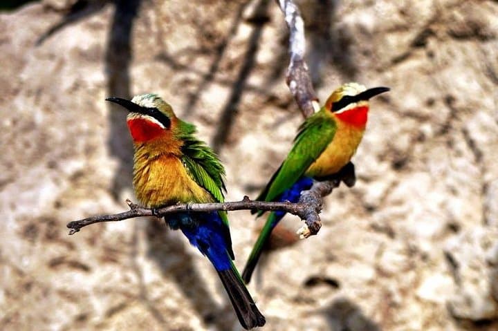 Chobe Private Game Drive and River Cruise from Kasane photo 3