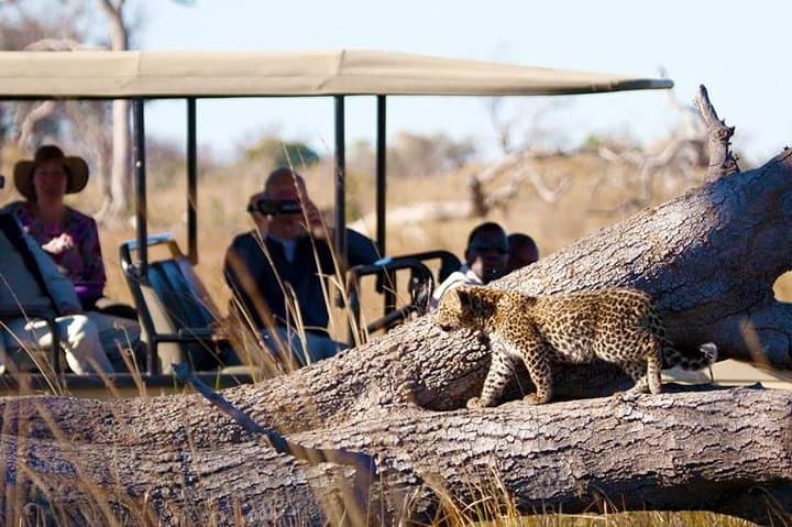 Chobe Private Game Drive and River Cruise from Kasane photo 6
