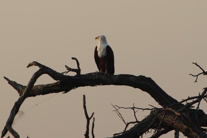 Victoria Falls to Chobe: Sunrise Safari and Sunset River Cruise photo 3
