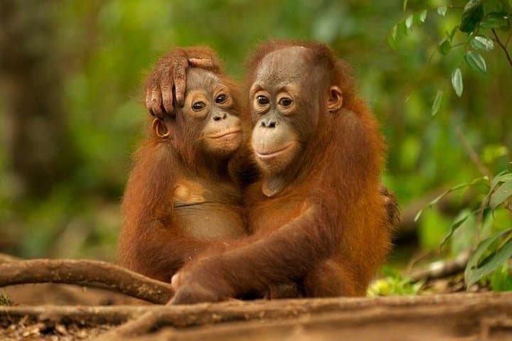 Sepilok Orangutan Day Trip & Sandakan City Tour — Feeding Platform Visit, Market & Temple