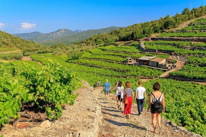 Pelješac & Ston Small-Group Food and Wine Experience from Dubrovnik