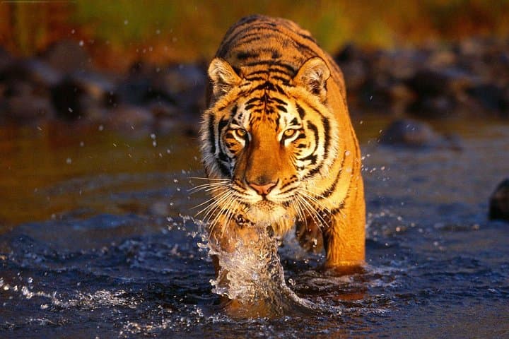 3-Day Ranthambore Tiger Safari from Delhi — Morning & Afternoon Game Drives photo 4