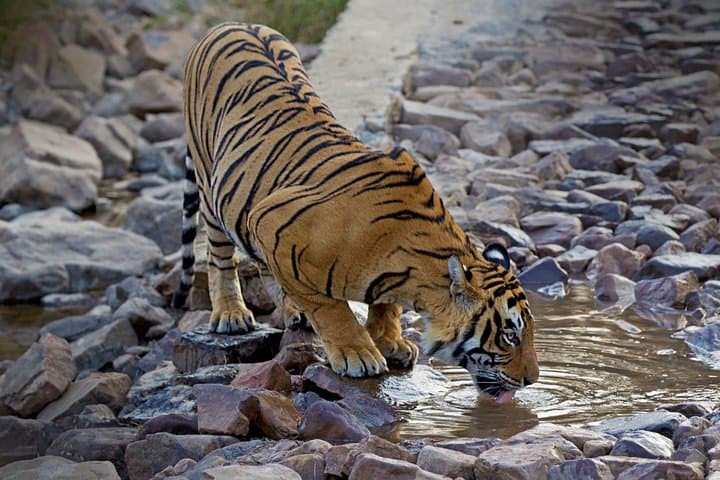 Golden Triangle and Ranthambore Tiger Safari: 7-Day Private Tour from Delhi photo 4