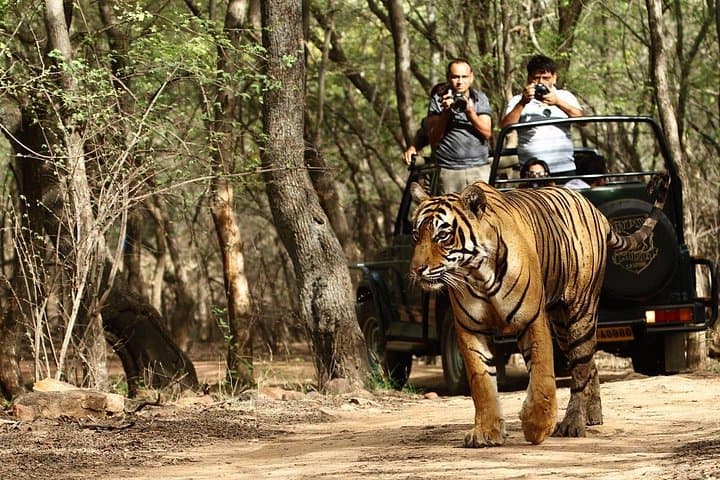 Golden Triangle and Ranthambore Tiger Safari: 7-Day Private Tour from Delhi photo 2