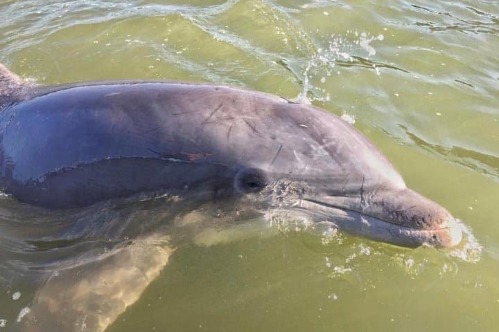 Hilton Head Dolphin Watching Cruise with Sunset Fireworks photo 3