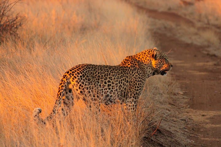 Kruger Sunrise Half-Day Safari: Private Open-Vehicle Big Five Morning Tour photo 3