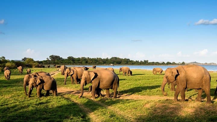 9-day-sri-lanka-itinerary-cultural-tea-hills-wildlife-beach photo 3