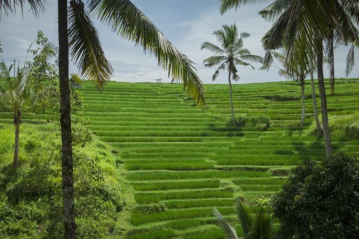 Discover Bali in 2 Days: Private Ubud Temples, Rice Terraces & Waterfalls photo 5