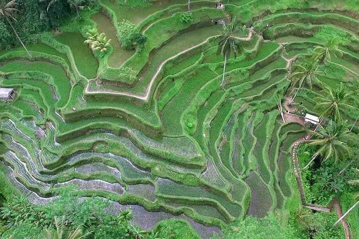 Ubud to Kintamani Batur Volcano Private Tour: Monkey Forest, Rice Terraces & Tirta Empul photo 4