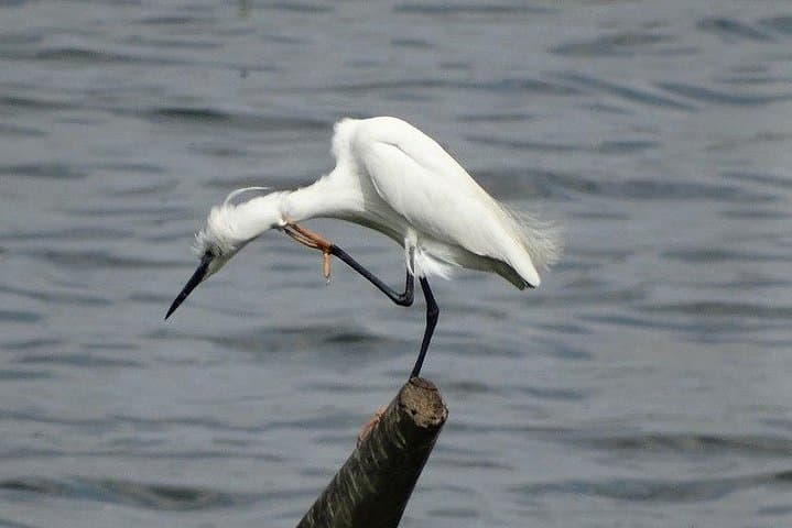 Karnala Bird Sanctuary Day Trip From Mumbai: Birding, Fort Trek & Brunch