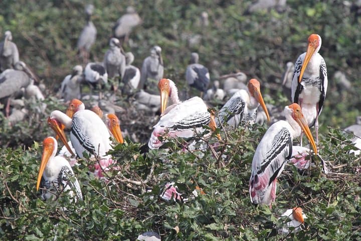 Vedanthangal Bird Sanctuary Day Trip from Chennai: Migratory Birdwatching & Wetland Trails photo 2