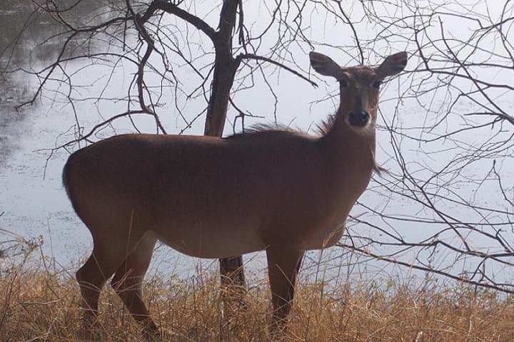 Ranthambore Two-Night Wildlife Safari from Jaipur — Tigers, Fort & Game Drives photo 2