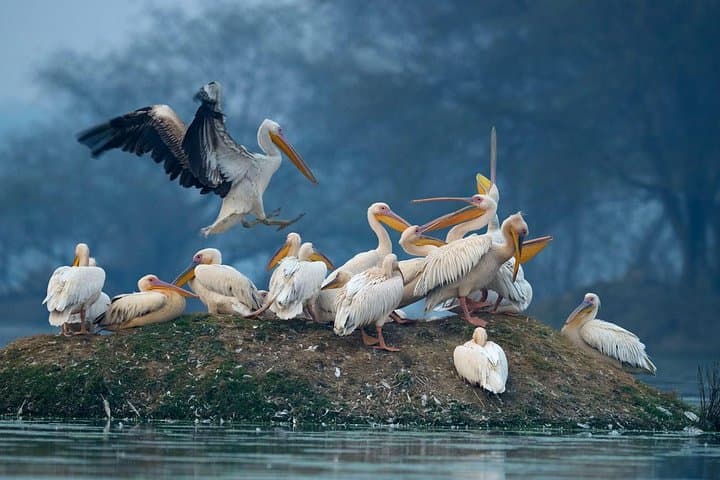 Golden Triangle 7-Day Private Tour: Taj, Amber Fort and Keoladeo Bird Sanctuary photo 1