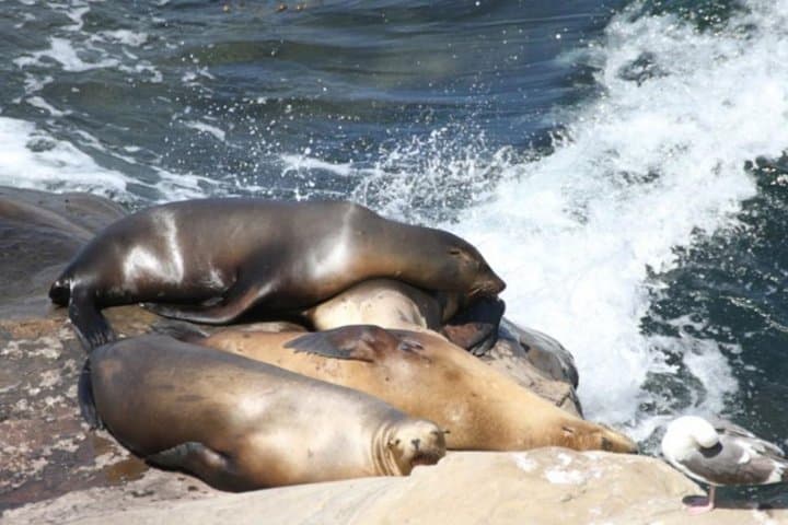 Exploring La Jolla: Coastal Vistas, Seal Colonies, and Cultural Landmarks on a 3-Hour Tour photo 6