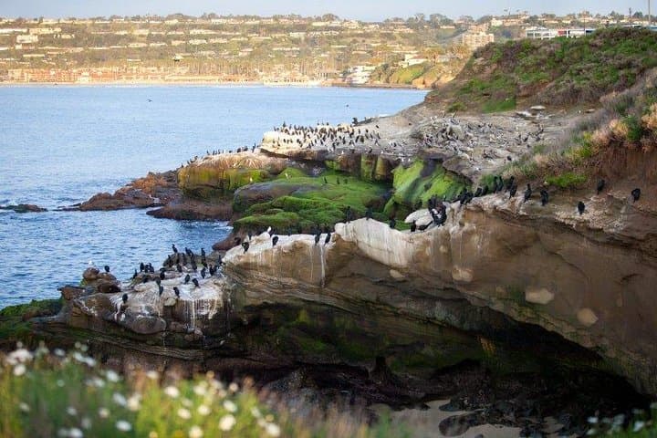 Explore San Diego Like a Local: The Ultimate 4-Hour Private Sightseeing Tour photo 2