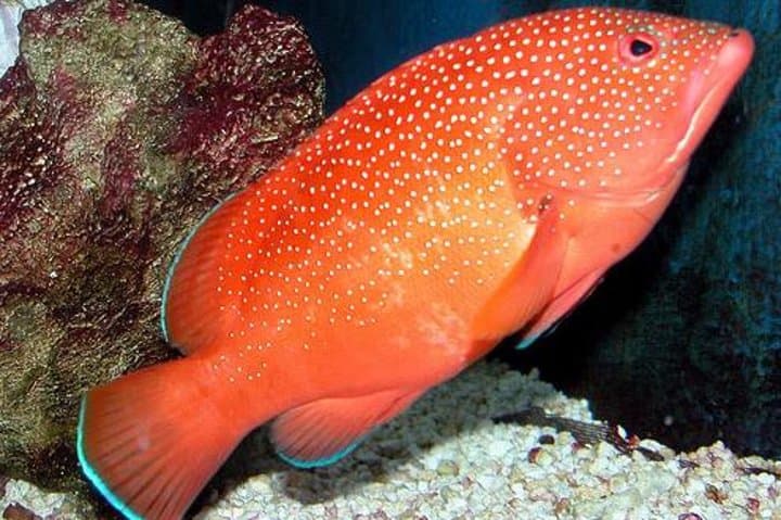 Exploring the Depths: A Visit to Key West Aquarium’s Interactive Ocean World photo 3