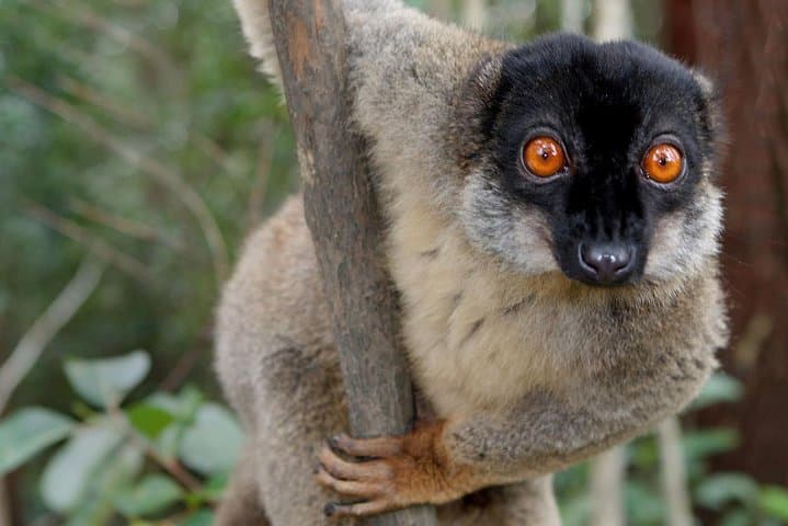 Andasibe Lemur Day Tour: Indri Encounters & Vakona Reserve from Antananarivo