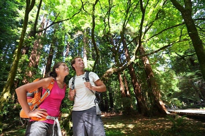 Muir Woods & Sausalito Day Trip from San Francisco: Guided Redwoods and Coastal Stroll photo 1