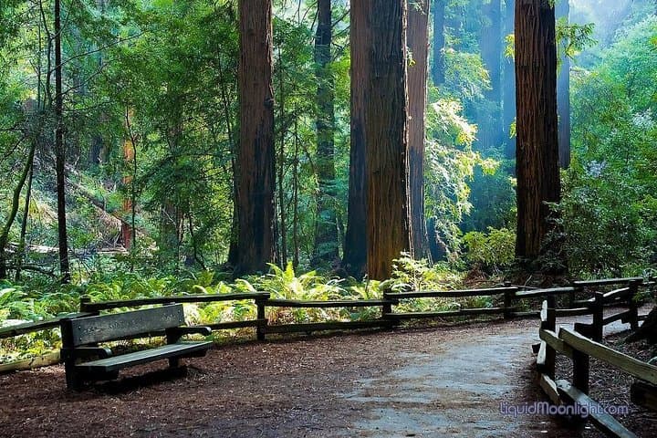 Muir Woods & Sausalito Day Trip from San Francisco: Guided Redwoods and Coastal Stroll photo 4