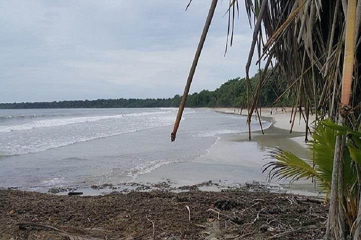 Puerto Limon Highlights Tour: Cahuita Rainforest & Tortuguero Canal photo 3