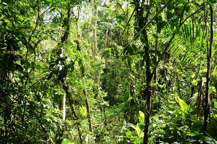 Veragua Rainforest Canopy Tram & Trails: Caribbean Costa Rica Rainforest Expedition photo 2