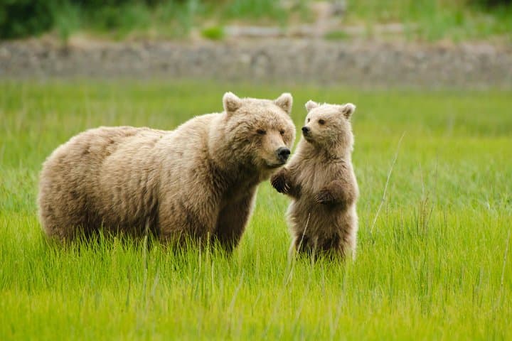 Lake Clark Bear Viewing Airplane Tour: Alaska Day Trip from Anchorage