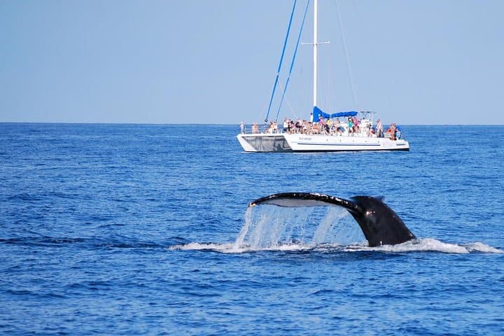 Wake Up With the Whales Cruise: Early Morning Humpback Watching on Hawaii’s Kohala Coast