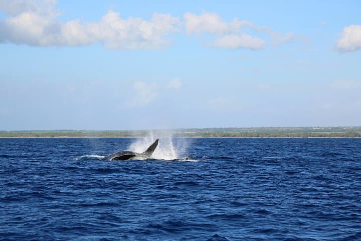 Wake Up With the Whales Cruise: Early Morning Humpback Watching on Hawaii’s Kohala Coast photo 2
