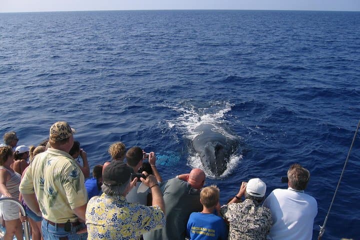 Late-Morning Whale Watch from Kawaihae: Close Encounters with Hawaiian Humpbacks