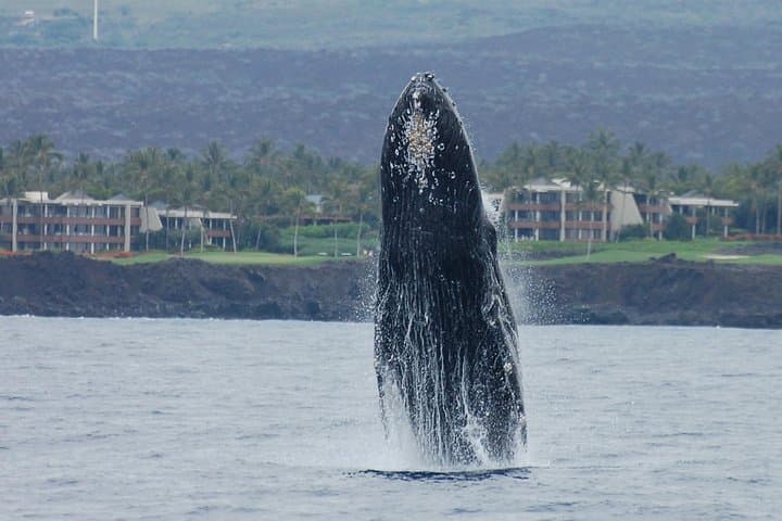 Sunset Whale-Watching Cruise from Kawaihae Harbor | Kohala Coast Catamaran photo 3