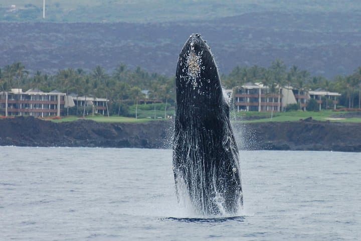 Sunset Whale Watching Cruise from Anaeho'omalu Bay: Experience Hawaii’s Humpbacks Up Close photo 5