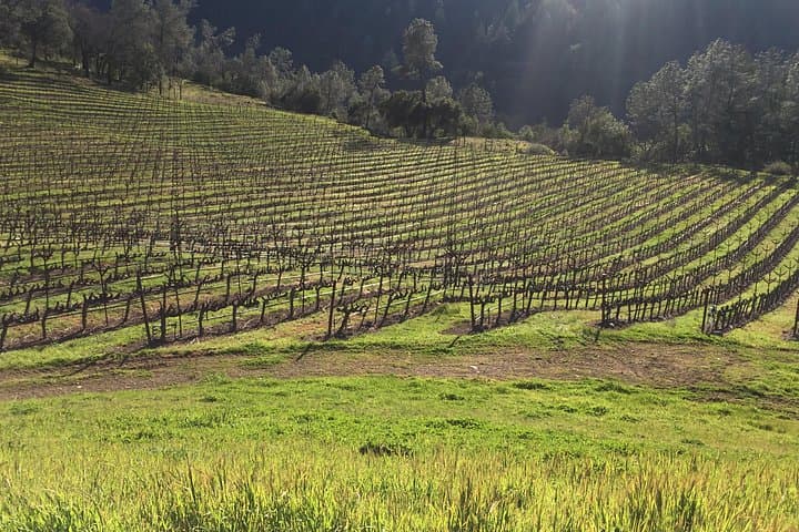 Private Napa and Sonoma Wine Tour from San Francisco — Full-Day Luxury Group Experience photo 1