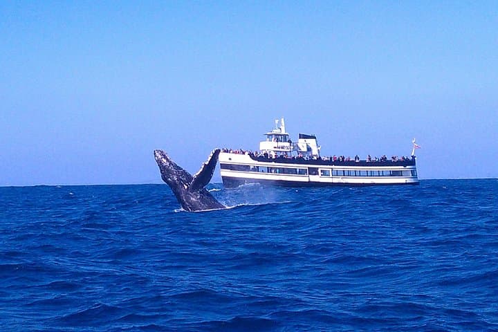 Riding The Gray Whale Highway