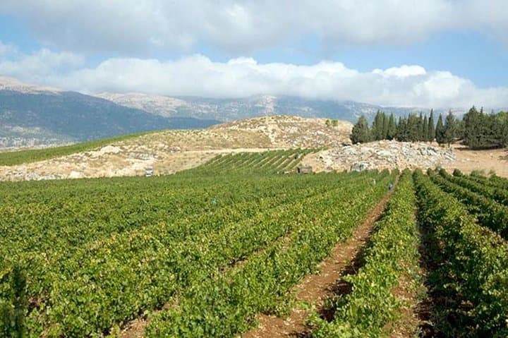 Private Bekaa Valley Wine Tasting Tour: Kefraya, Chateau St. Thomas & Ksara photo 4