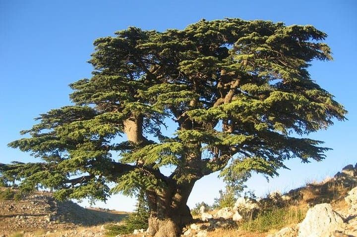 Hike the Shouf Cedars: Private Day Trip to Maaser el Shouf's Ancient Forest