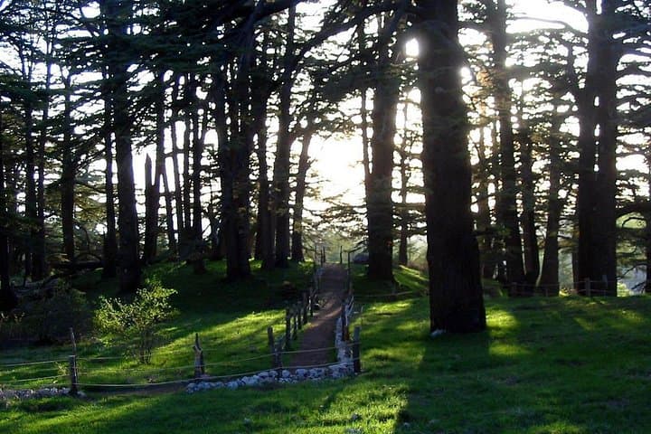 Private Day Tour: Cedars of God, Bsharri & Qadisha (Qozhaya) Valley photo 1